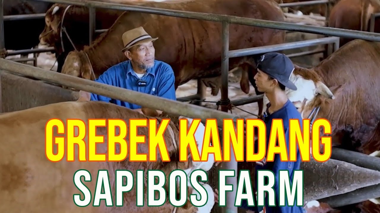 
                                 Grebek-Kandang-Sapibos-Farm-Mitra-Sapibagus-Angkatan-47